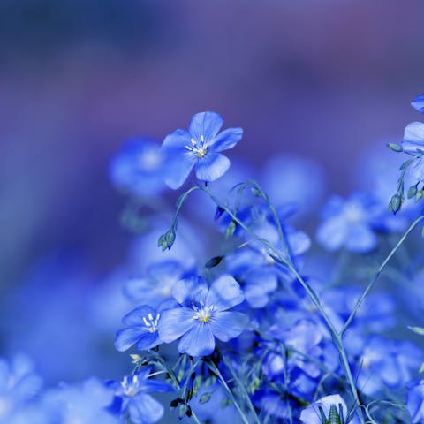 Blue Flowers and Their Uses and Meanings - Flora Queen