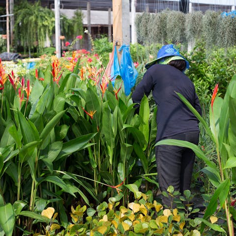 Bird of Paradise Flower - Flora Queen