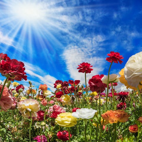 Discover the different types of flowers - Flora Queen