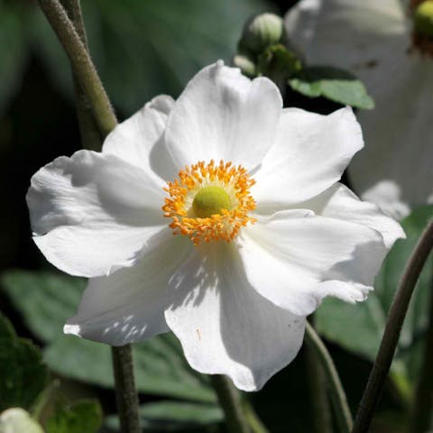 Anemone: Their History, Meaning and Care - Flora Queen