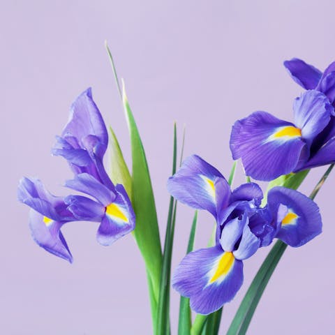General Information about Irises - Flora Queen
