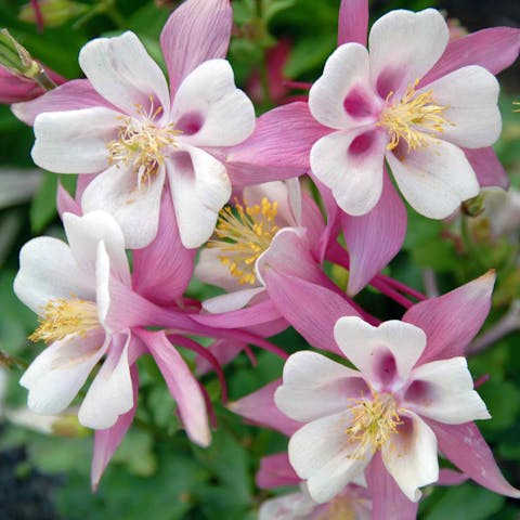 Planting, Growing, and Caring for Columbine Flowers - Flora Queen