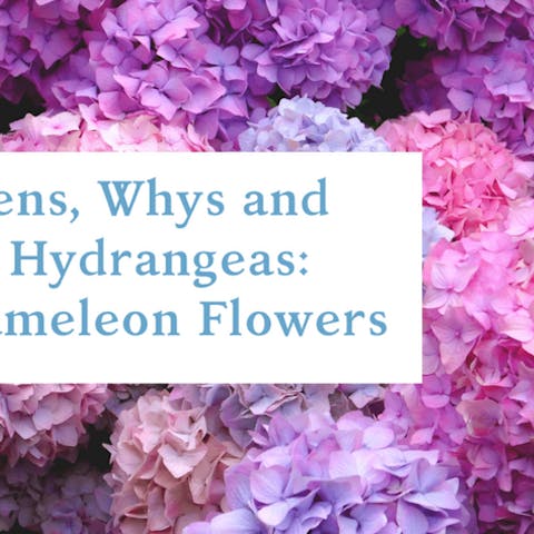 The Whens, Whys and Hows of Hydrangeas: The Chameleon Flowers - Flora Queen