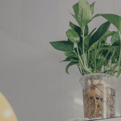 Our Expert Tips For Caring For Houseplants in Winter - Flora Queen