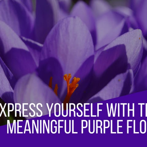 Express Yourself With The Most Meaningful Purple Flowers - Flora Queen