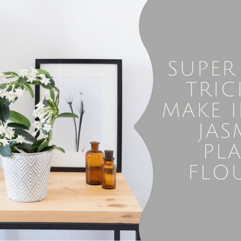 Jasmine Plant – Super Simple Tricks To Make Indoor Jasmine Plants Flourish - Flora Queen