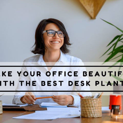 Make Your Office Beautiful With The Best Desk Plants - Flora Queen