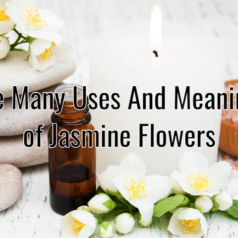 The Many Uses And Meanings of Jasmine Flowers - Flora Queen