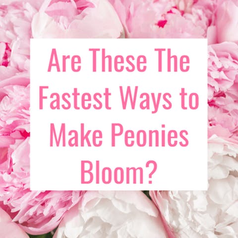 Are These The Fastest Ways to Make Peonies Bloom? - Flora Queen