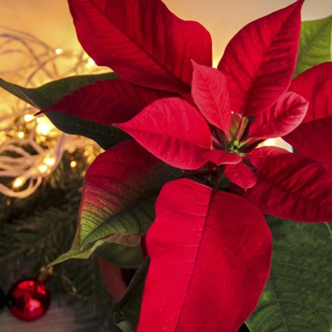 Poinsettia: The Christmas Flower - Flora Queen