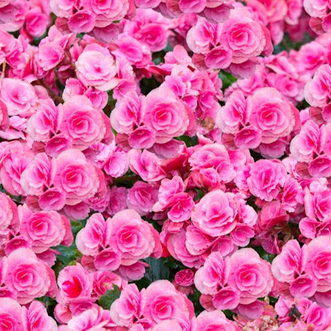 Pink Flowers Meaning And When to Send Them - Flora Queen