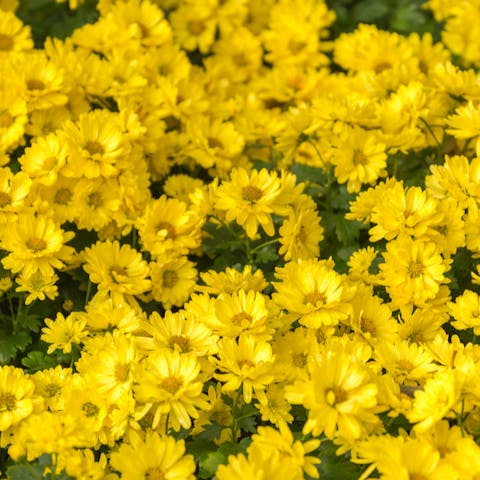 What Do Yellow Flowers Stand For? (And When To Send Them) - Flora Queen