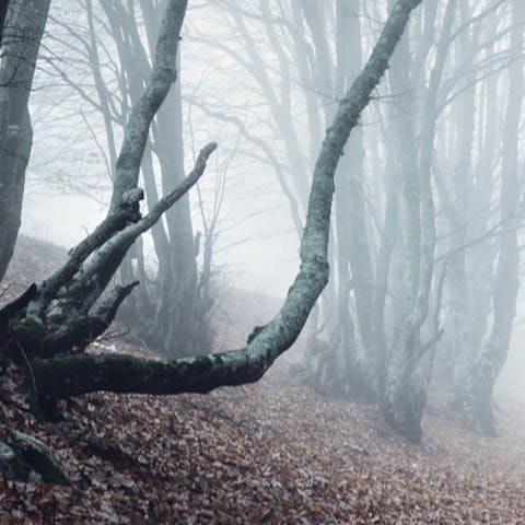 6 Times Plants Made us Scream in Movies - Flora Queen