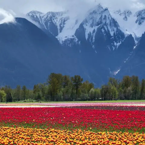 The-meaning-of-flowers-in-our-dreams Flora Queen