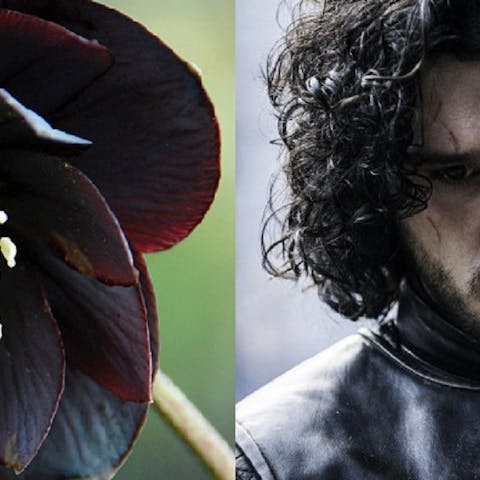 Game of Thrones: A flower for every character - Flora Queen
