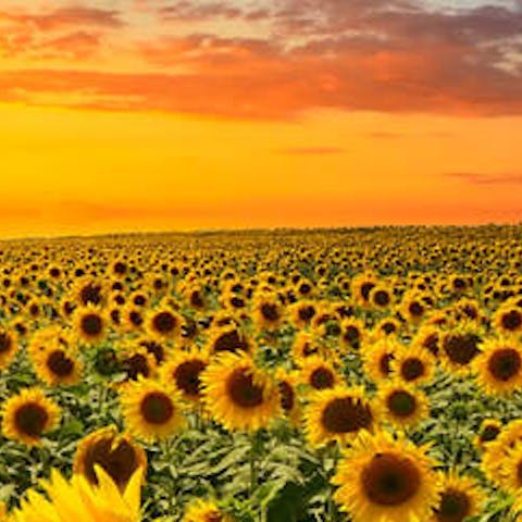 Care for sunflowers: 5 top tips - Flora Queen