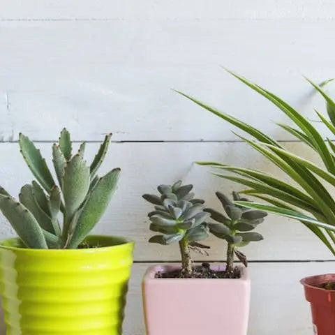 Where-is-the-best-place-for-plants-in-your-home Flora Queen