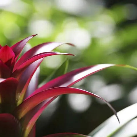 How-to-care-for-a-bromelia Flora Queen