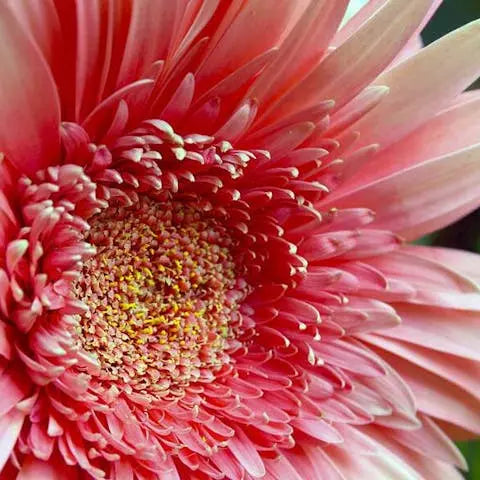 Flower-of-the-Month-July-Gerbera Flora Queen