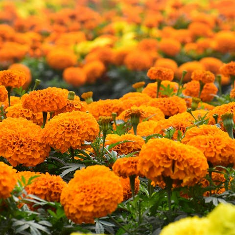 Why Marigold Is a Staple in Many Cultures - Flora Queen