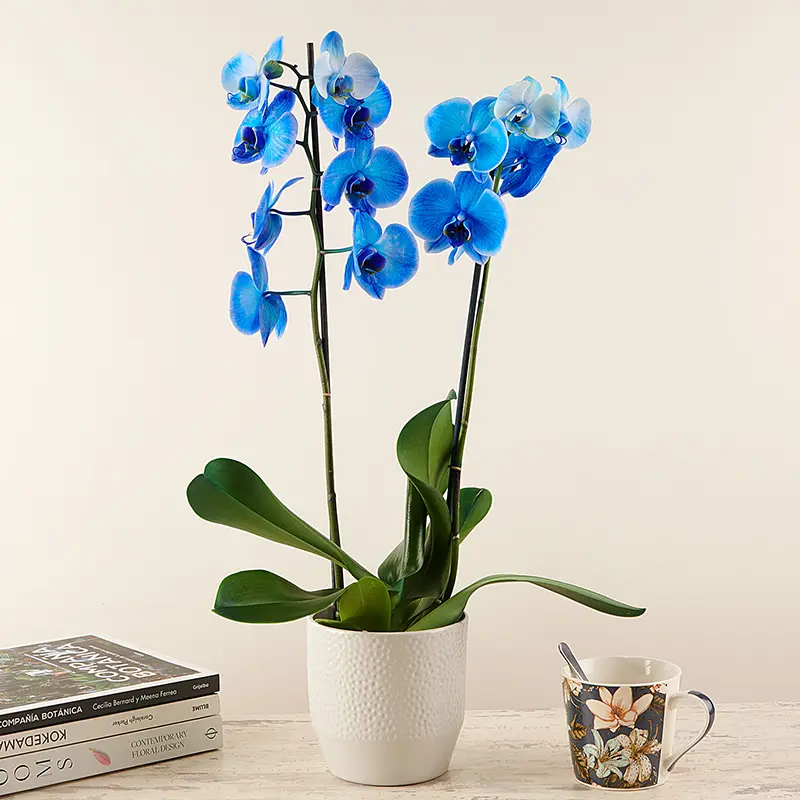 Exotic Blue Flora Queen