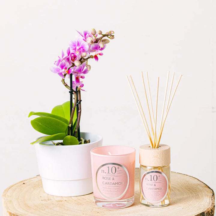 Pink Mini Delight Flora Queen Flora Queen