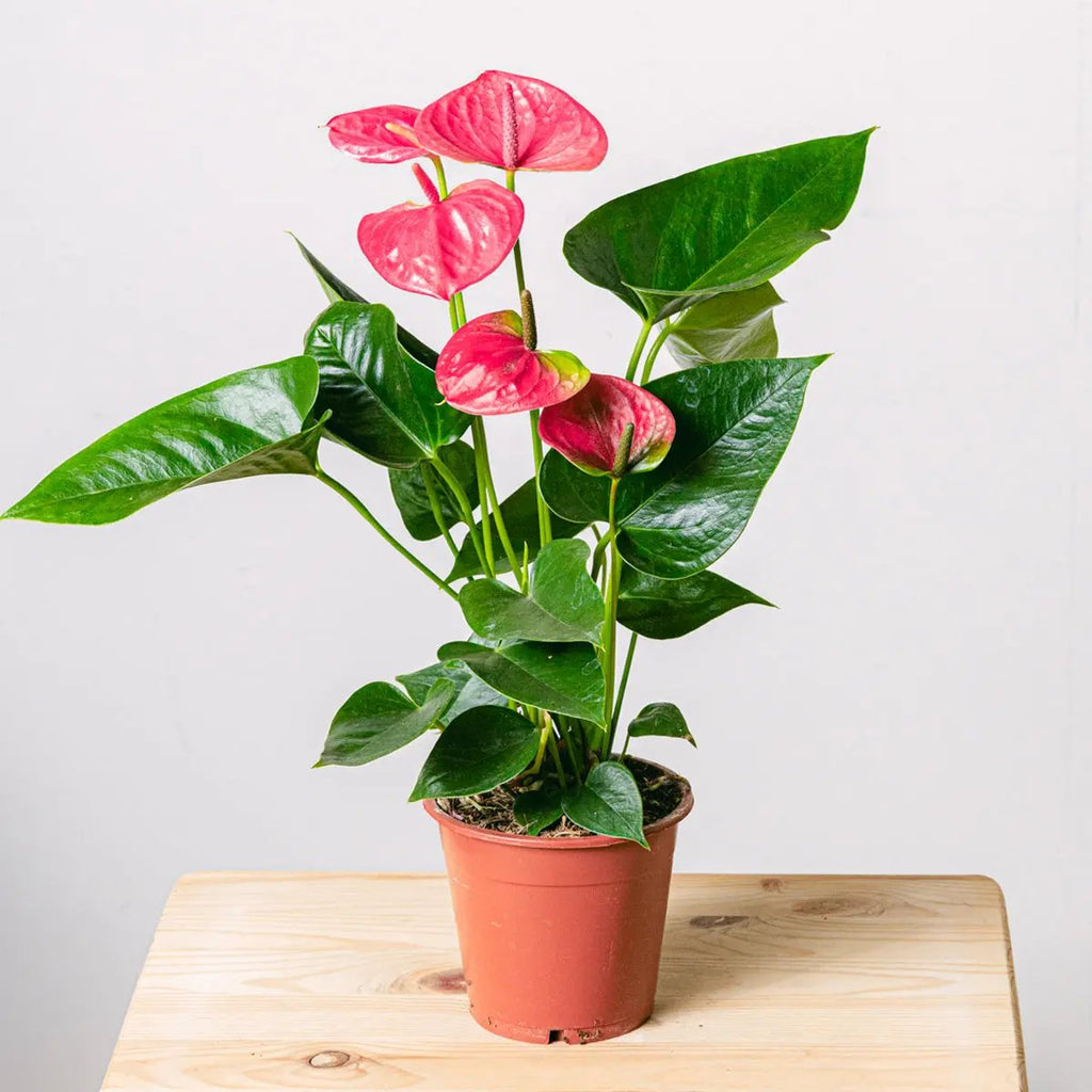 Heart Beats Flora Queen