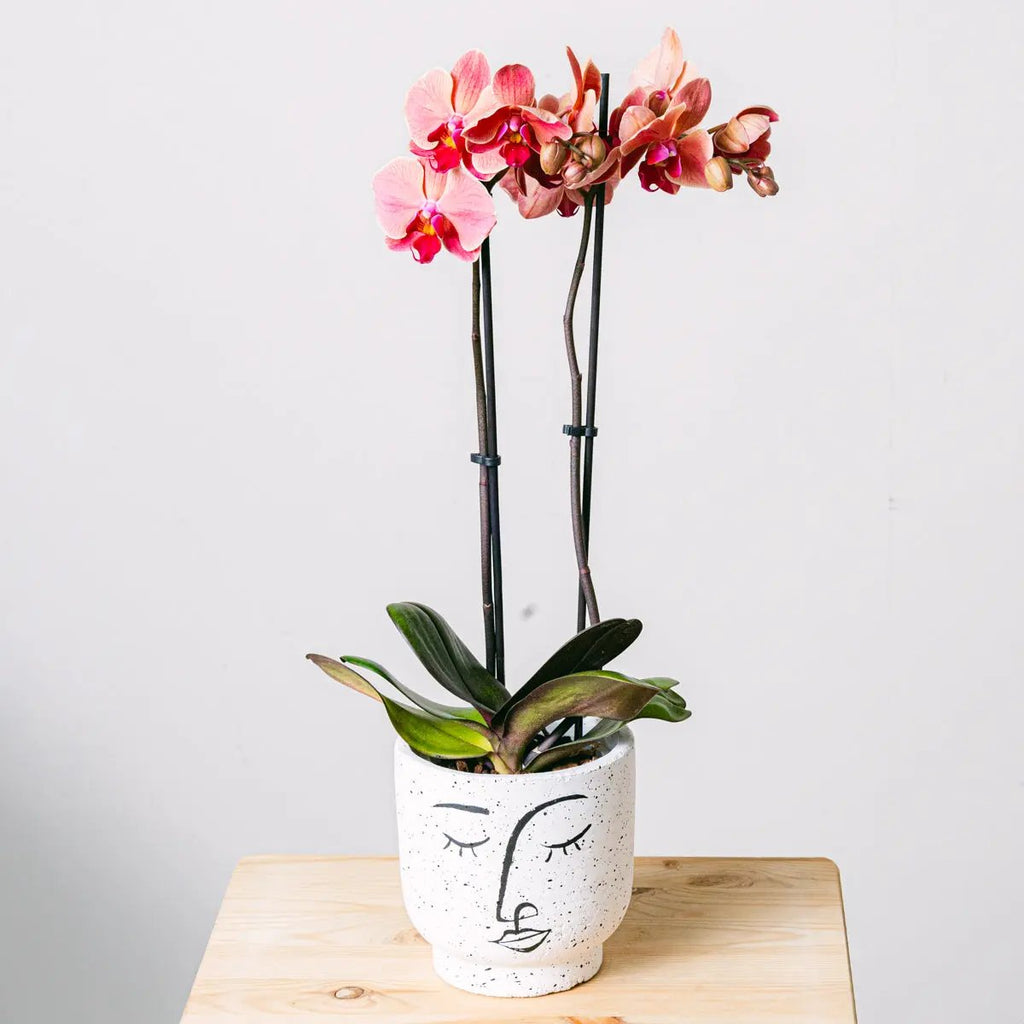 Reflection of Love Flora Queen