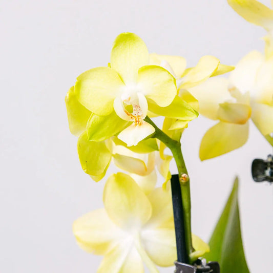 Yellow Rising Flora Queen