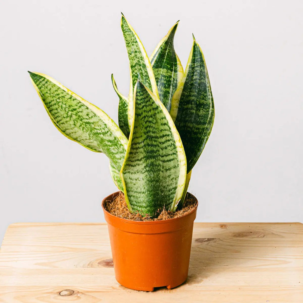 Spotted Jungle Flora Queen