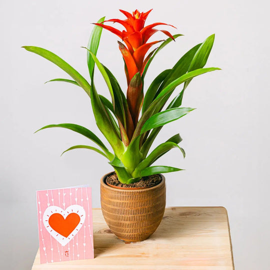 Blooming Heart Flora Queen