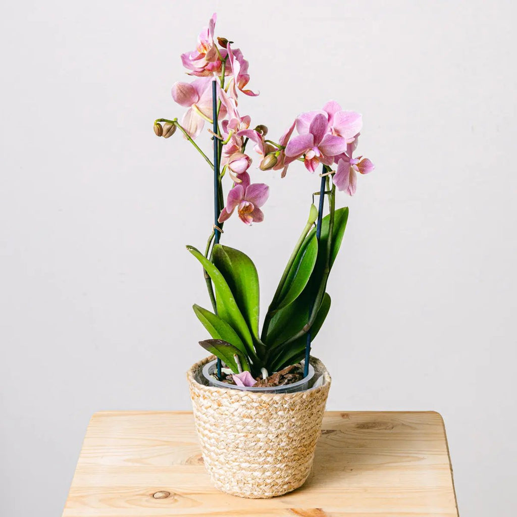 Smooth Song Flora Queen