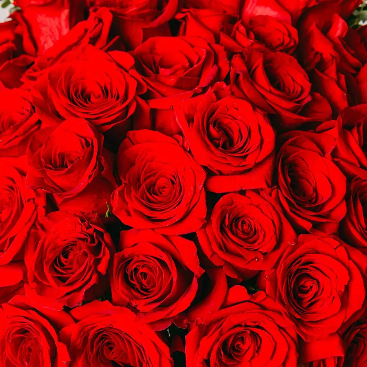 60 Red Roses Luxury Love 60 Red Roses - Premium Romantic Bouquet – Flora Queen