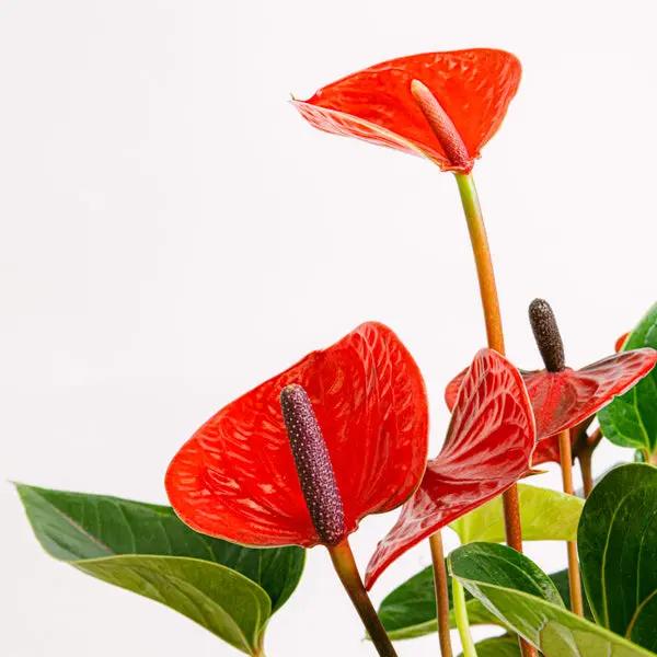 Red Hearts Flora Queen Flora Queen