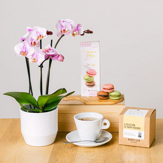 Tea Orchid Flora Queen Flora Queen