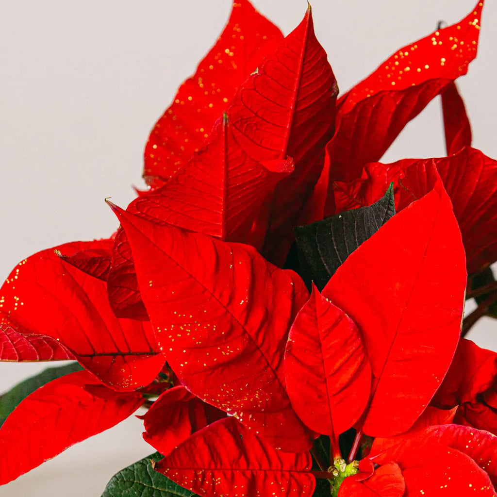 New Year Feast Flora Queen Flora Queen