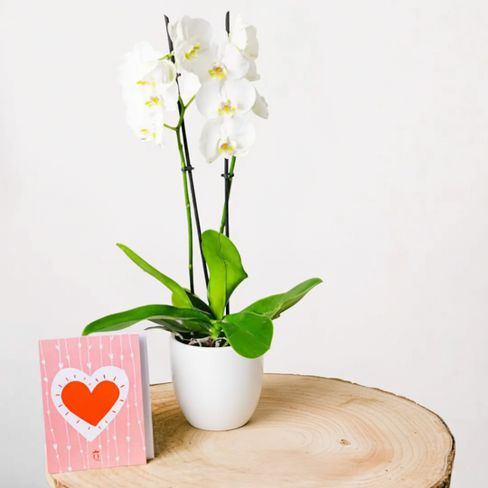 Snowflakes Dance - Orquídea blanca con tarjeta